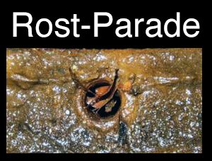 Rost-Parade